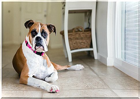 Zeal stages of a female dog