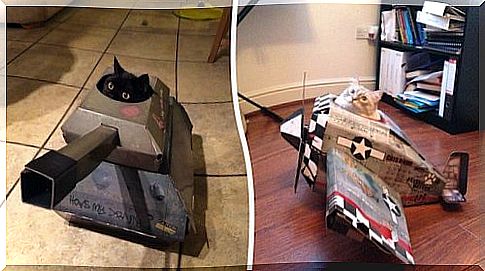 'Tanks' and 'planes' for cats