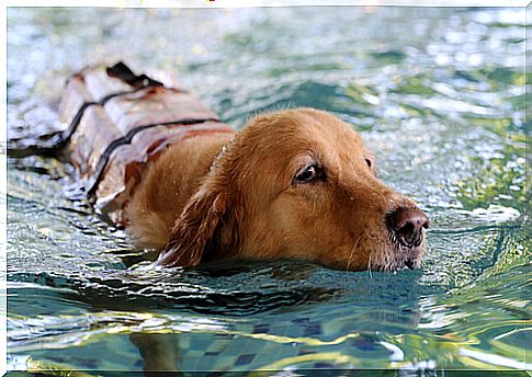 dog swimming