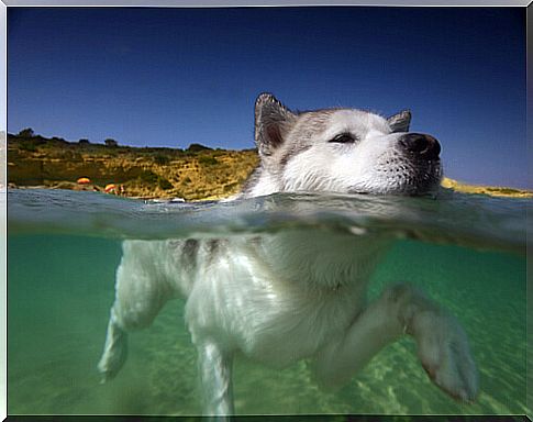 dog swimming