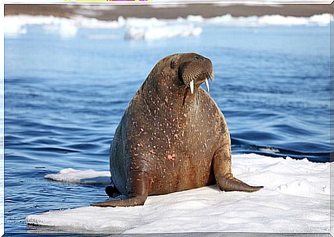 Arctic walrus