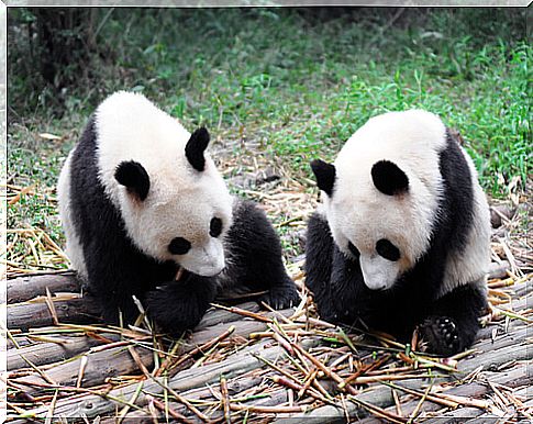 The best job in the world is hugging pandas