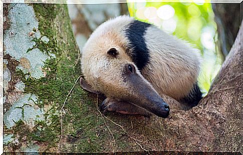 Anteater: behavior