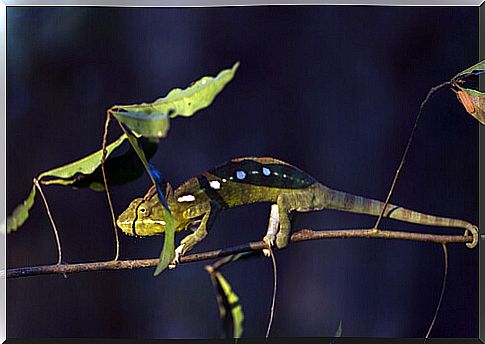 Chameleon camouflage: camouflaged