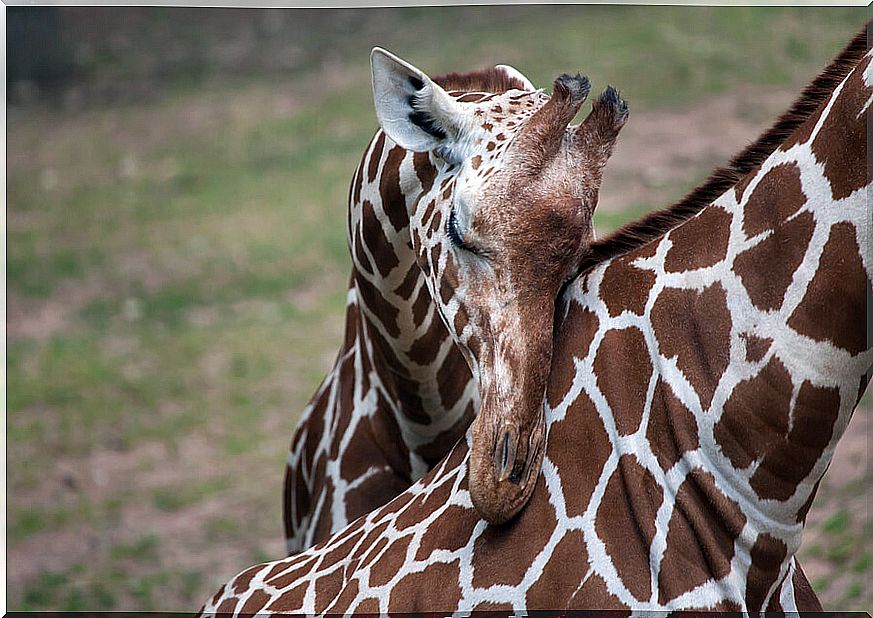 The giraffe is a very affectionate animal with its relatives. Mother and daughter giraffes in the African savannah