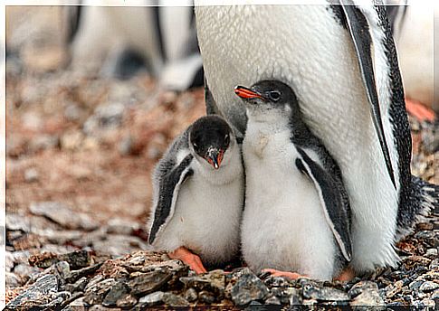 How to sponsor a penguin