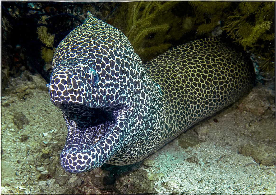 A moray fish poking its head out.