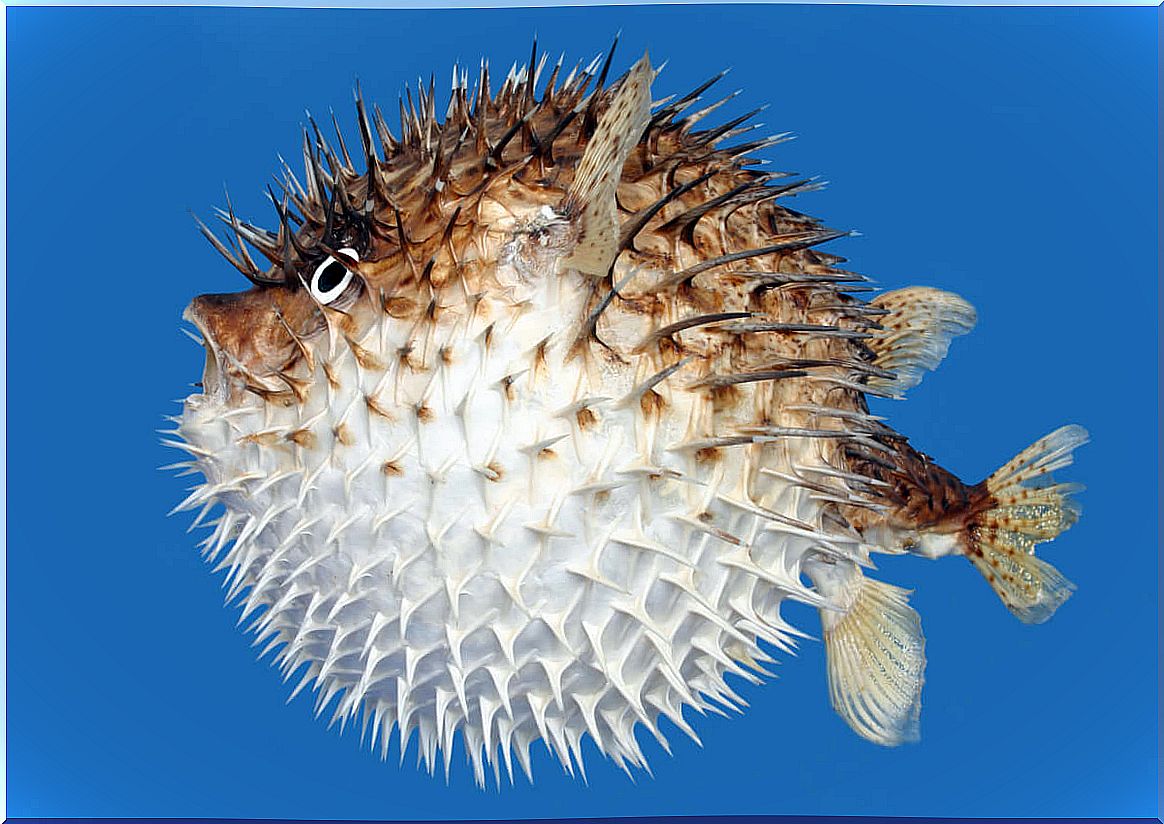 The puffer fish is part of the tetraodontids.