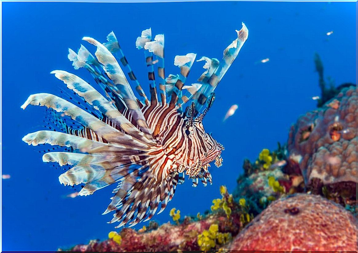 Lionfish are one of the most dangerous fish in the world.