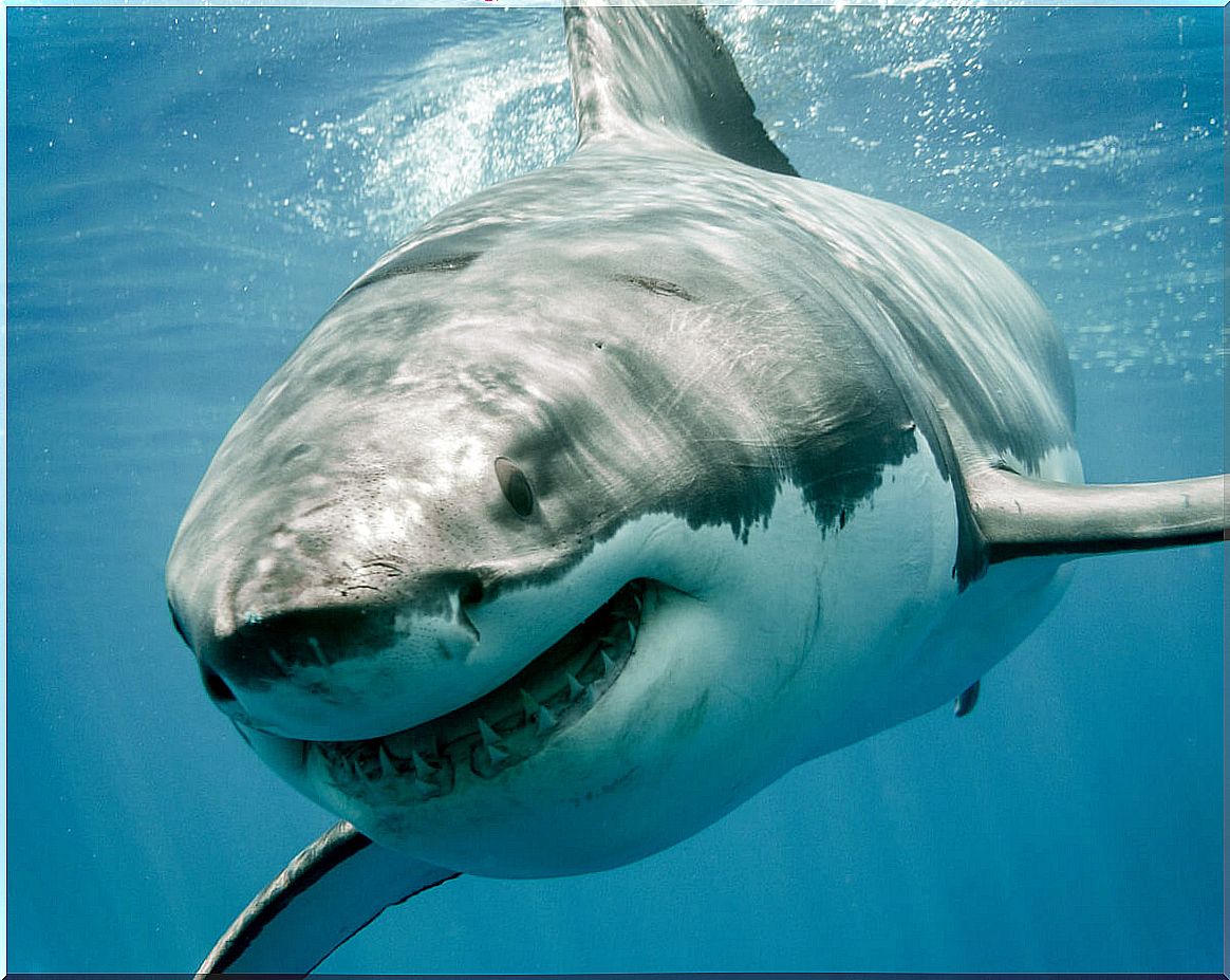 The white shark is one of the animals that are in danger of extinction in Europe.