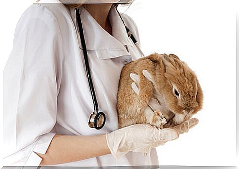 The 4 most common diseases in rabbits