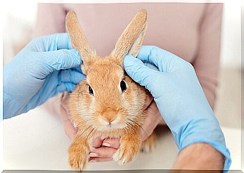 Checking for most common diseases in rabbits