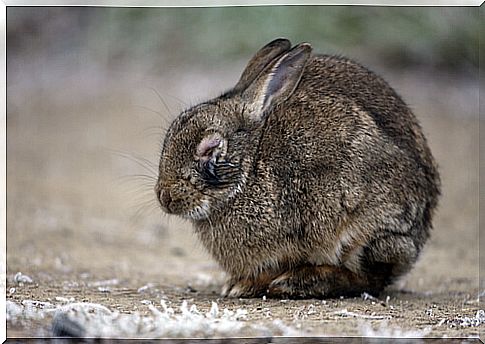 Rabbit with myxomatosis