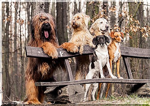 Group of dogs in the park