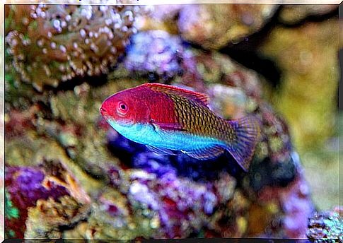 Marine wrasses