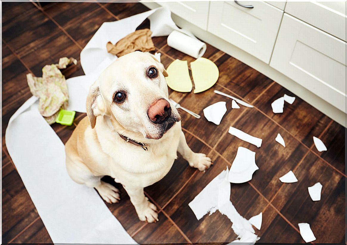 The 6 most common behavior disorders in dogs