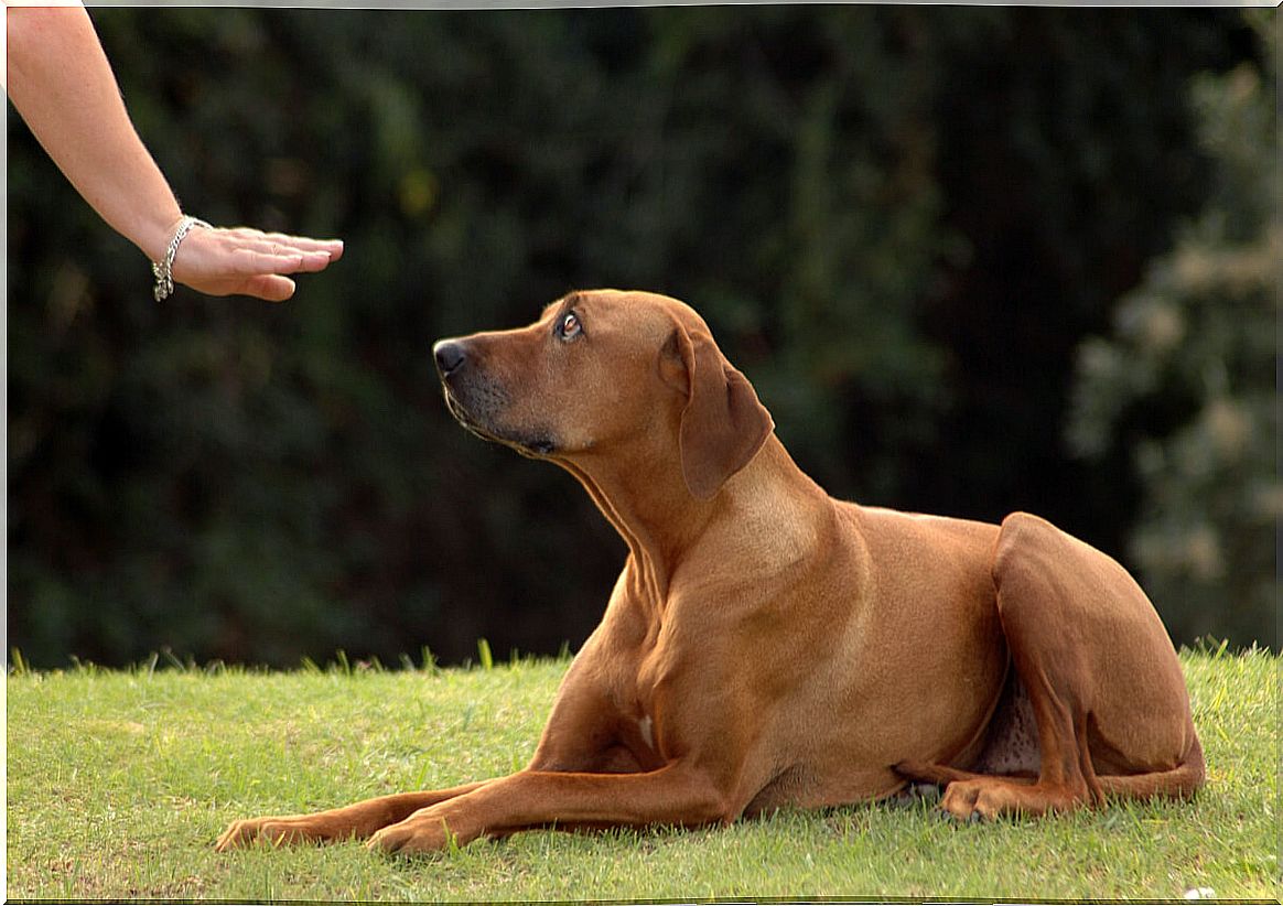 How many words can a dog understand?