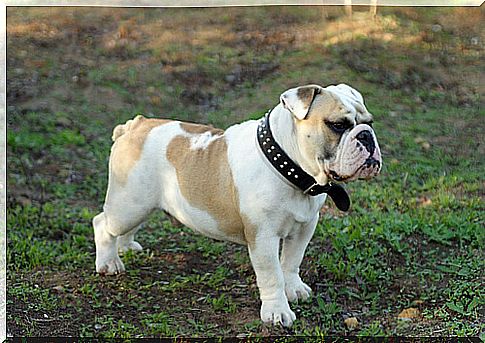 The 8 most expensive dog breeds