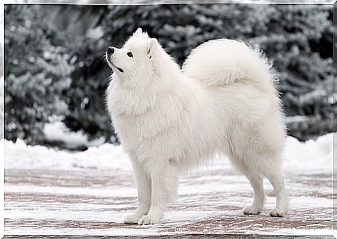 Samoyed dog in the snow