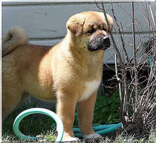 Cachorro de perro akita americano