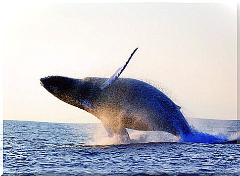 ballena