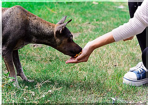 boy rescues street dogs