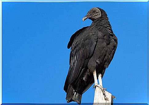 The American black vulture: conservation status