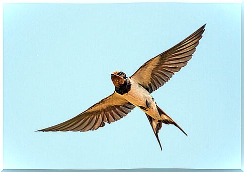 The best known migratory bird: the swallow