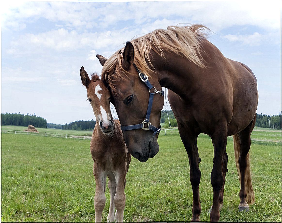 The body language of horses