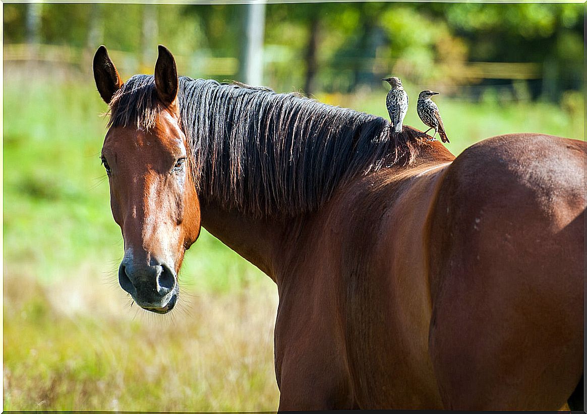 A horse looking at the camera.