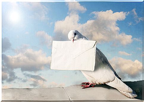 The carrier pigeon, a bird that has made history