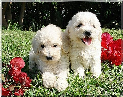 Cavapoochons, dogs that are always puppies and do not bark