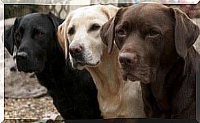 Labrador colors