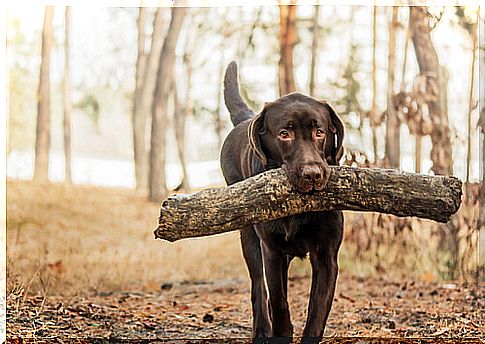 Retriever dogs: labrador retriever