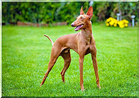 Etna cirneco dog