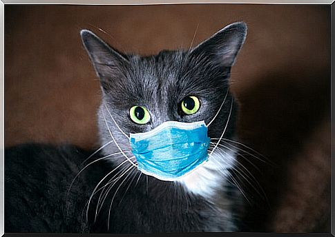 A cat in a surgical mask.