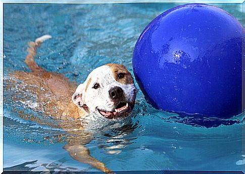 The first pool for dogs opens in Madrid