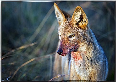 The golden jackal: conservation status