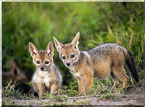 Golden jackal cubs