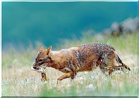 Golden jackal hunting