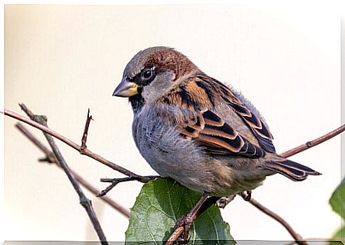 The house sparrow in Spain: endangered?