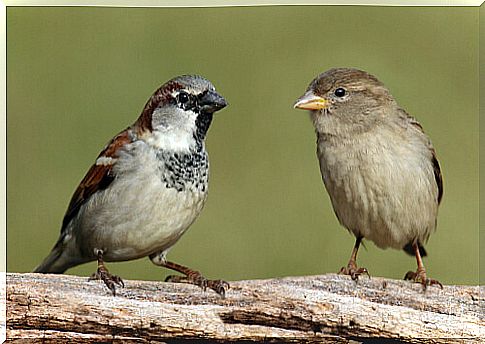 Gorrión macho y gorrión hembra.