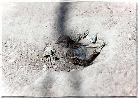 Sparrow female taking a dust bath.