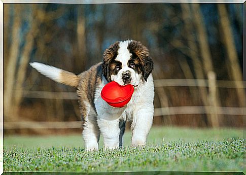 The importance of food in the development of the puppy