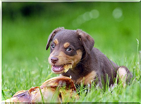 perro comiendo