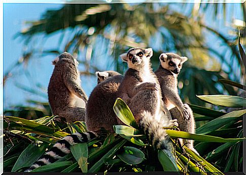 Primate: the habitat of the lemur in Magadascar