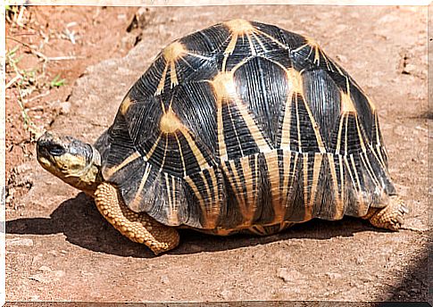 Radiated tortoise