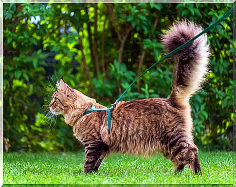 The language of the tail of cats