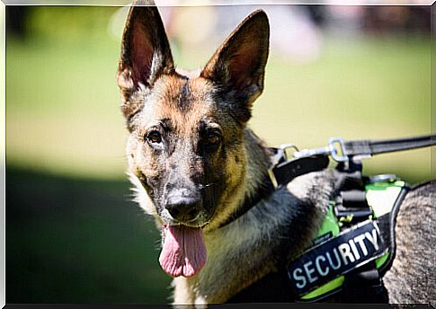 The Life of Police Dogs: Training and Retirement