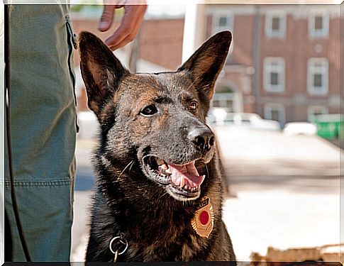 K9 with his owner